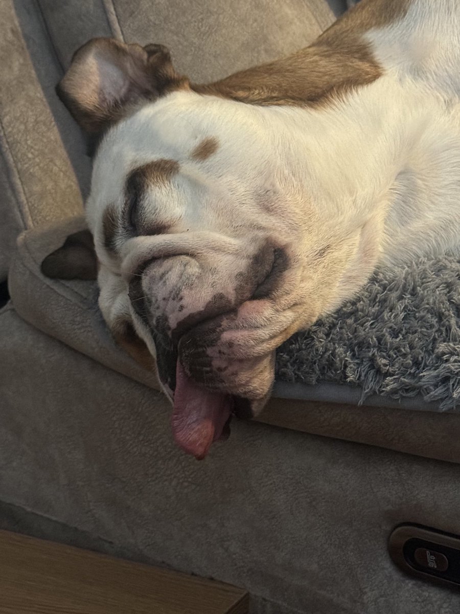 It’s hard life being a bulldog !!🐶🐶