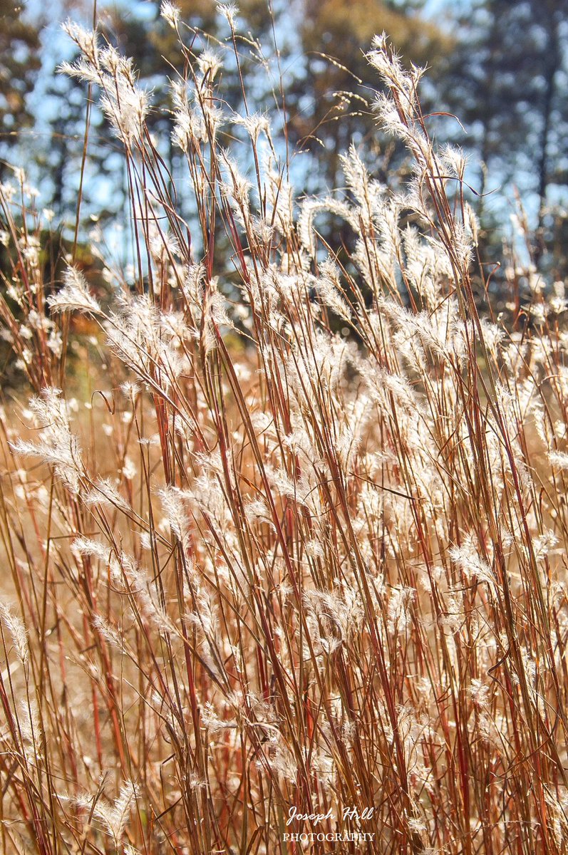 JosephHill3794's tweet photo. Little Bluestem🌱
Photo By: Joseph Hill🙂📸🌱
#littlebluestem #bluestem #grass #field #nature #sunlight #beautiful #peaceful #NaturePhotography #SouthernPinesNC #December https://t.co/eZKZ5Mjdpn