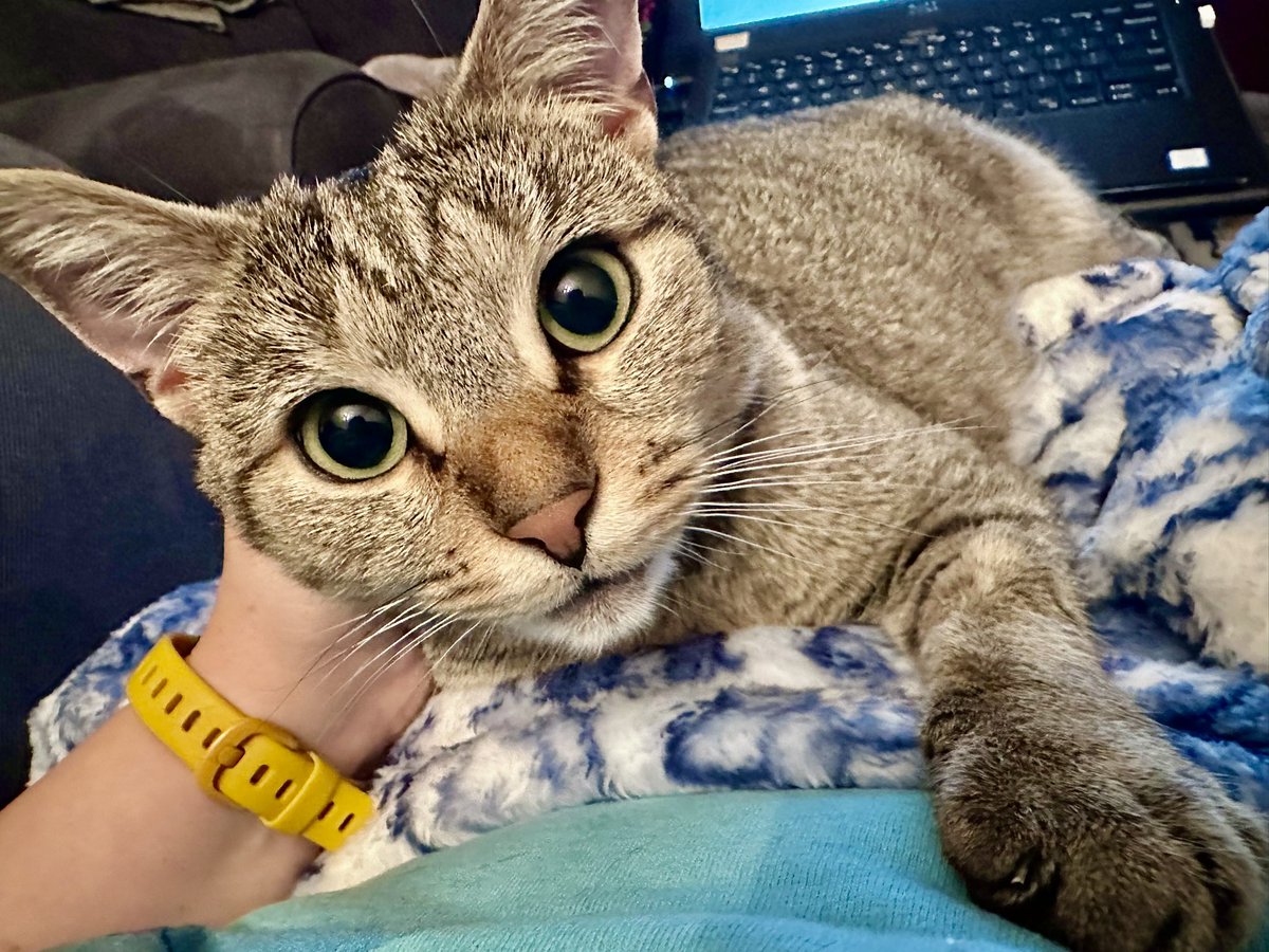 crits4cats's tweet photo. Our number one Christmas wish is for our wobbly cats Ash &amp; Willow to finally have a forever home, after more than a year in our rescue. We know placing cats with special needs can be hard but these two are worth the wait. Learn more about them &amp; apply at https://t.co/etyXOuKs4j https://t.co/YlHOfHeRIX