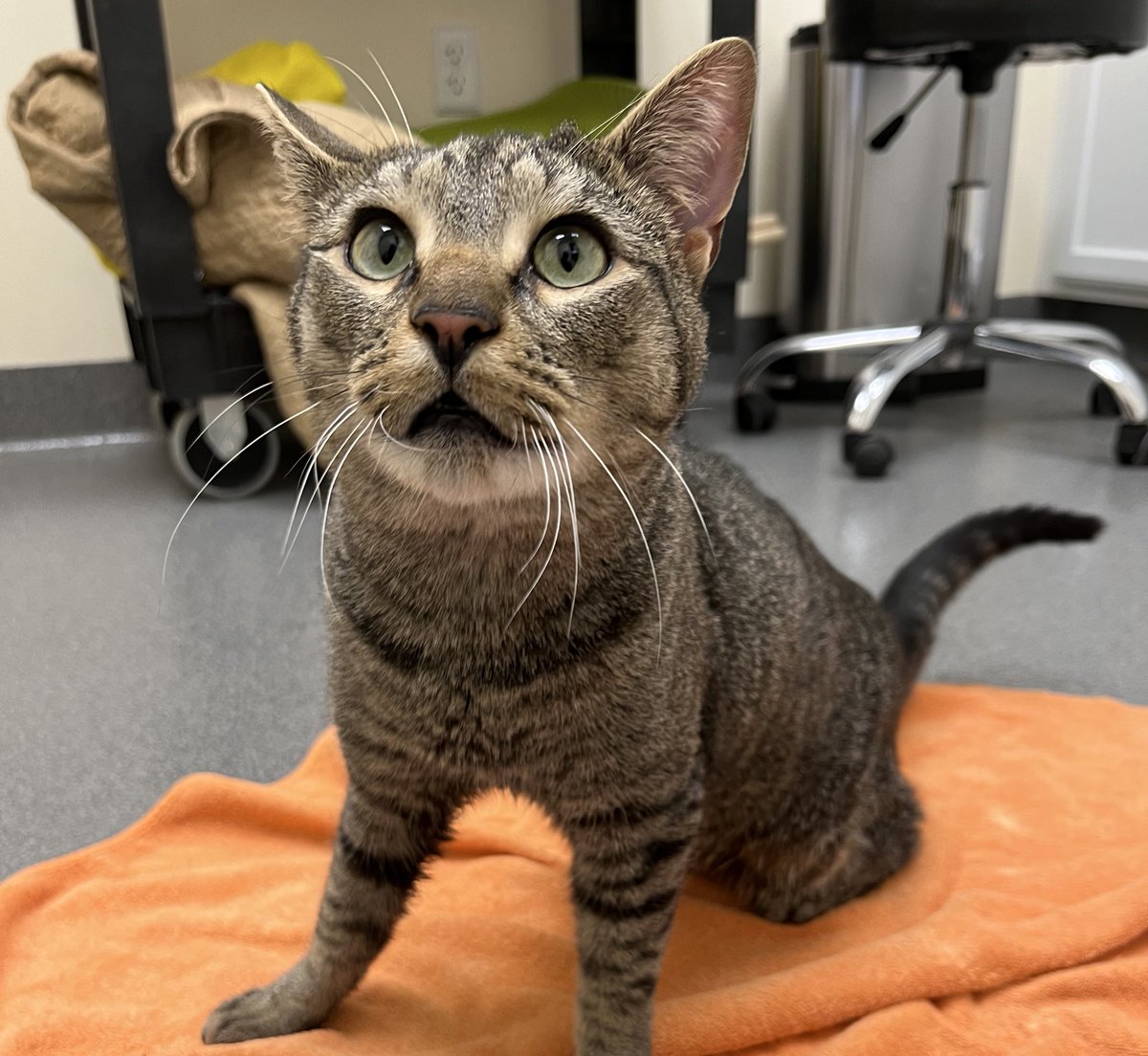 crits4cats's tweet photo. Our number one Christmas wish is for our wobbly cats Ash &amp; Willow to finally have a forever home, after more than a year in our rescue. We know placing cats with special needs can be hard but these two are worth the wait. Learn more about them &amp; apply at https://t.co/etyXOuKs4j https://t.co/YlHOfHeRIX