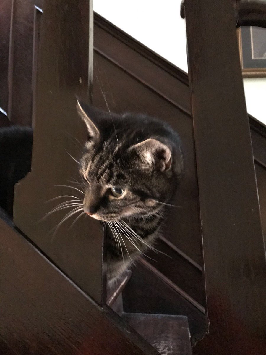 Vrijdag afscheid genomen van deze kanjer - Harry - ruim 16 jaar heb je bij ons mogen zijn