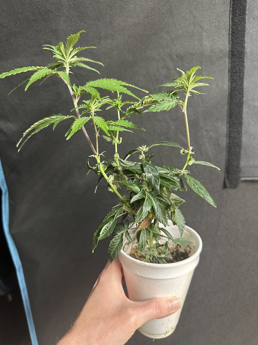 HighlyGanjanous's tweet photo. Oh I love freaky #reveg growth 🤭
#monstercrop https://t.co/izdm1RcjYy