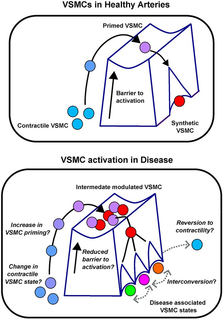 ATHjournal's tweet photo. In this 📑, @Helle_123 &amp; @JordiLambert discuss how lessons from epigenetic studies of cellular regulation in other fields could help in translating the potential of targeting VSMC phenotype conversion into novel therapies in CVD
🔗https://t.co/DF4ALg68dH
 @hfj22 @society_eas https://t.co/Q3I3lCgi0D