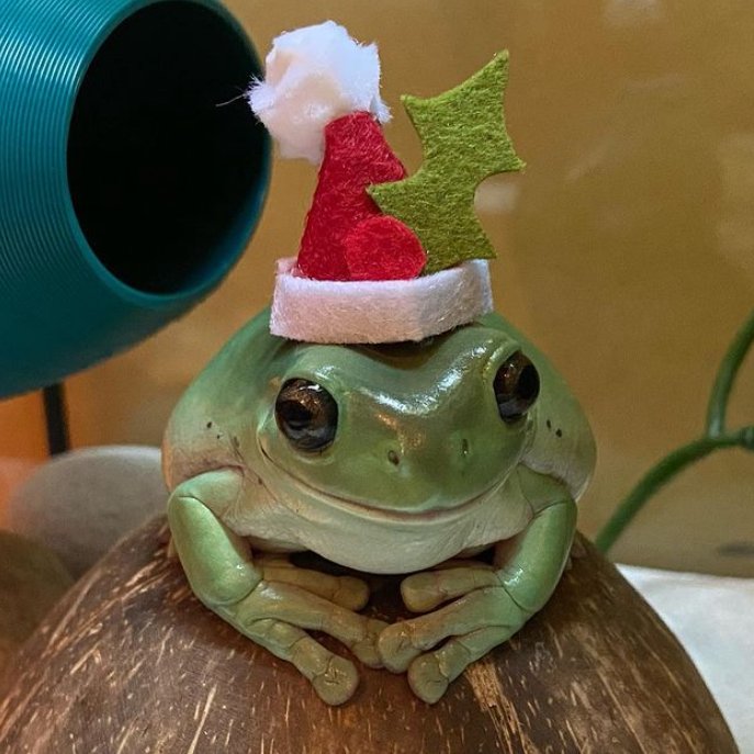 frogofthe's tweet photo. 📅 22nd December 2024
🐸 Dumpy
🏷️ Instagram/the_dump_trucks
💕 #animaloftheday https://t.co/hhUN4n0I0w