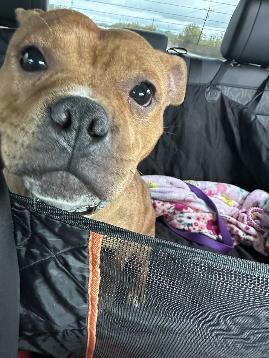 SSNSCPO85's tweet image. We picked up this cutie in Texas and are on our way back to the Keys!! #KeysLife #IslandDog