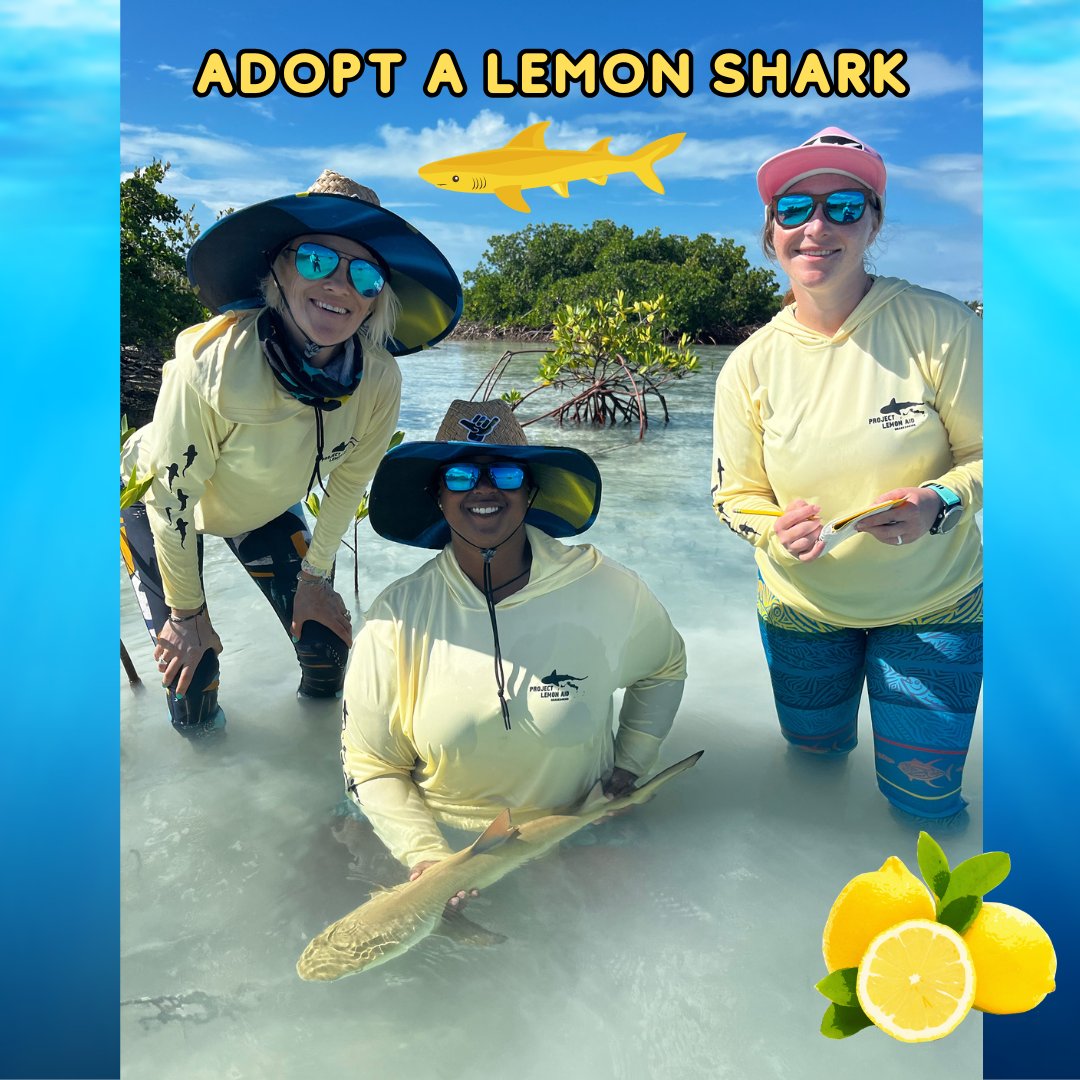 Sharks4Kids's tweet photo. Adopt a Shark
TODAY ( DEC 15) is the last day to Adopt if you would like as a gift for Christmas ( US shipping only)
Your lemon shark is part of our community-driven research project in Turks and Caicos called #ProjectLemonAid.
Support science & edu
https://t.co/Bpez4DiEhs https://t.co/Mhz5cZ8NkO