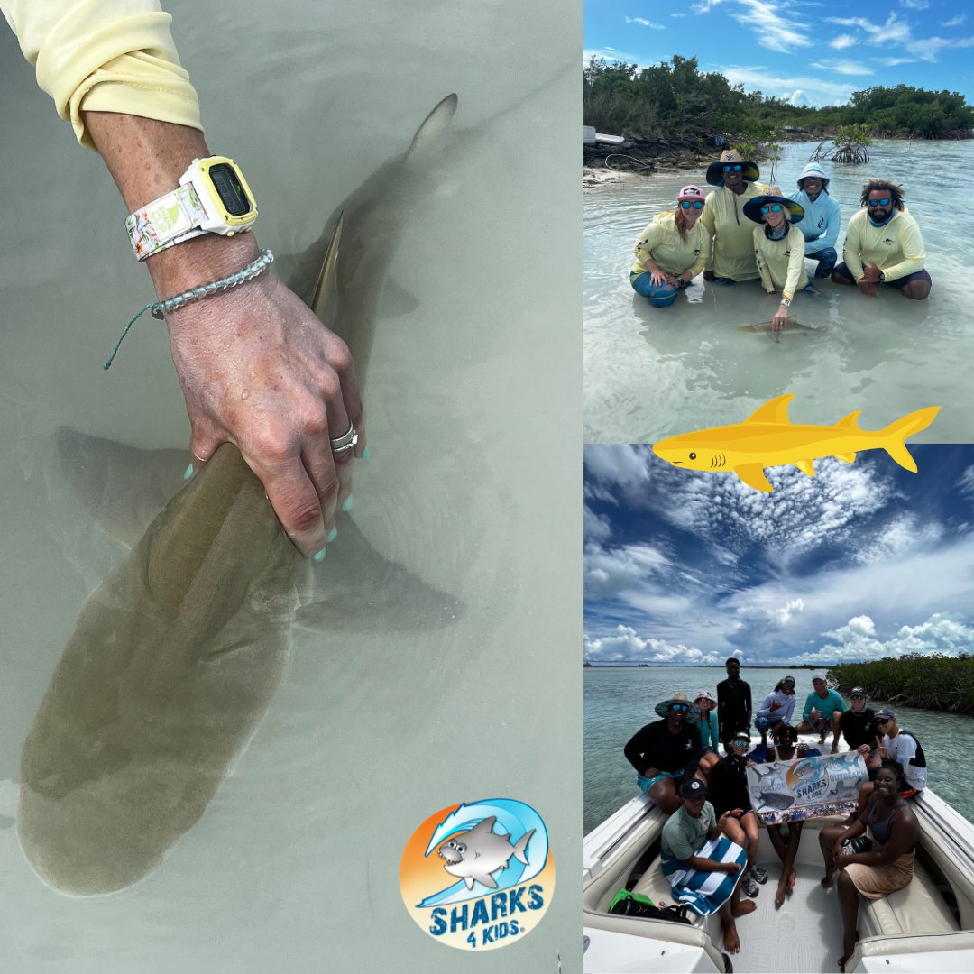 Sharks4Kids's tweet photo. Adopt a Shark
TODAY ( DEC 15) is the last day to Adopt if you would like as a gift for Christmas ( US shipping only)
Your lemon shark is part of our community-driven research project in Turks and Caicos called #ProjectLemonAid.
Support science & edu
https://t.co/Bpez4DiEhs https://t.co/Mhz5cZ8NkO