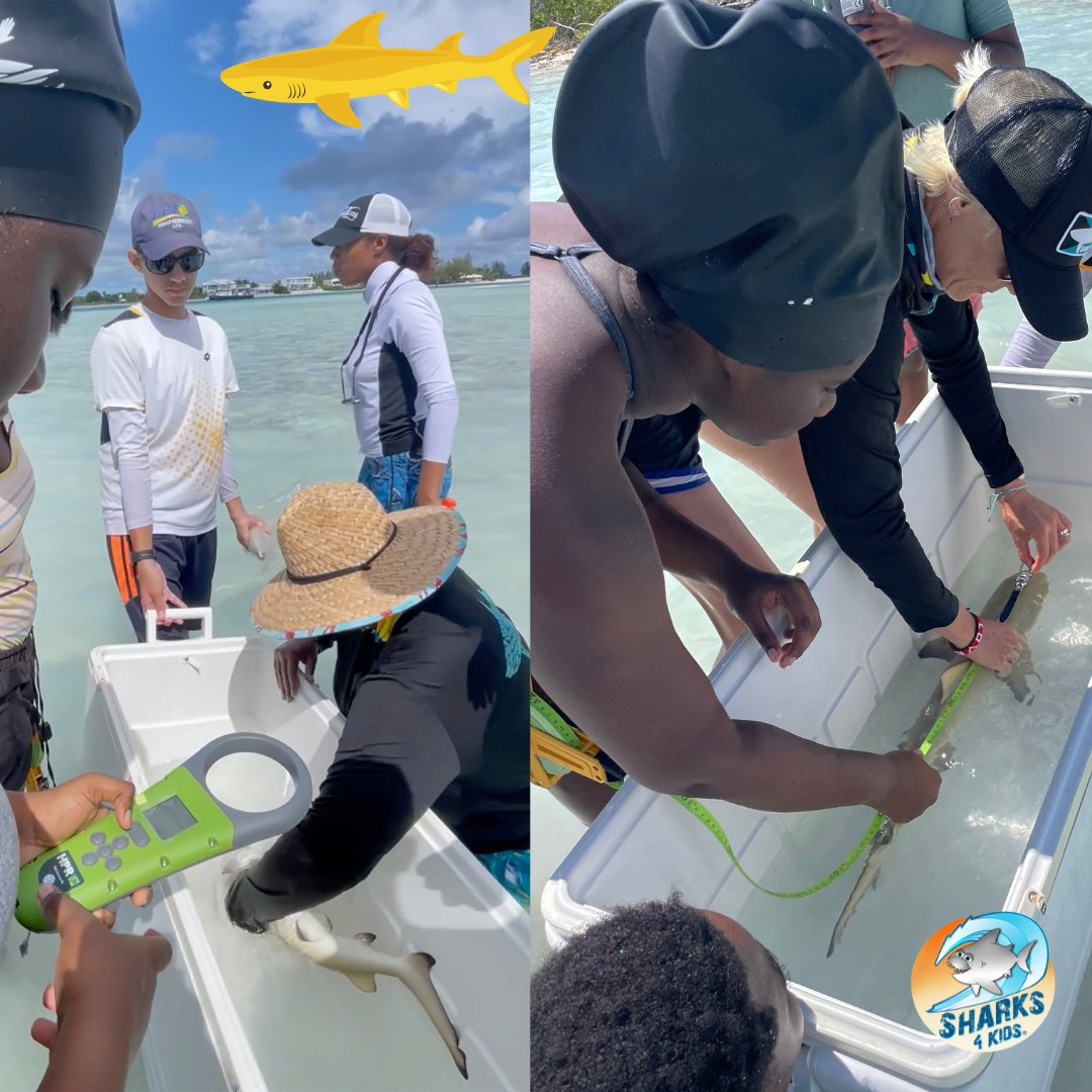 Sharks4Kids's tweet photo. Adopt a Shark
TODAY ( DEC 15) is the last day to Adopt if you would like as a gift for Christmas ( US shipping only)
Your lemon shark is part of our community-driven research project in Turks and Caicos called #ProjectLemonAid.
Support science & edu
https://t.co/Bpez4DiEhs https://t.co/Mhz5cZ8NkO