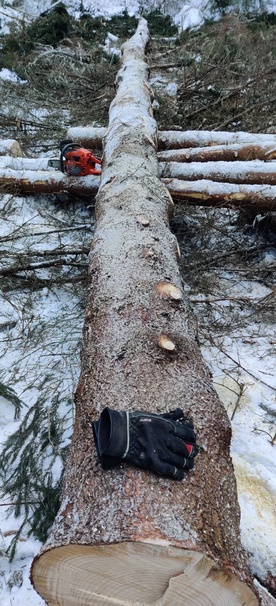 Tällaisista rungoista ei synny tukkeja vaikka kuinka yrittäisi.
