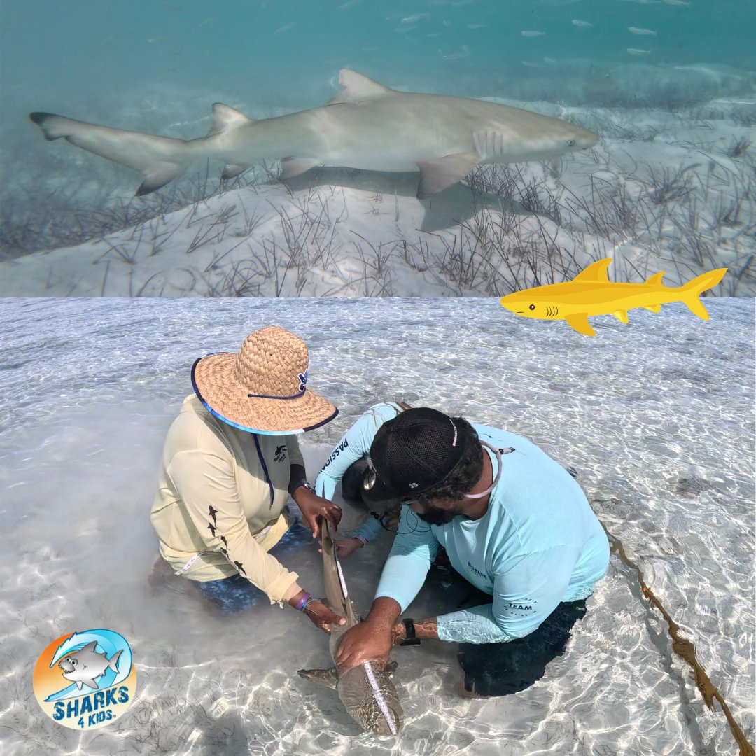 Sharks4Kids's tweet photo. Adopt a Shark
TODAY ( DEC 15) is the last day to Adopt if you would like as a gift for Christmas ( US shipping only)
Your lemon shark is part of our community-driven research project in Turks and Caicos called #ProjectLemonAid.
Support science & edu
https://t.co/Bpez4DiEhs https://t.co/Mhz5cZ8NkO