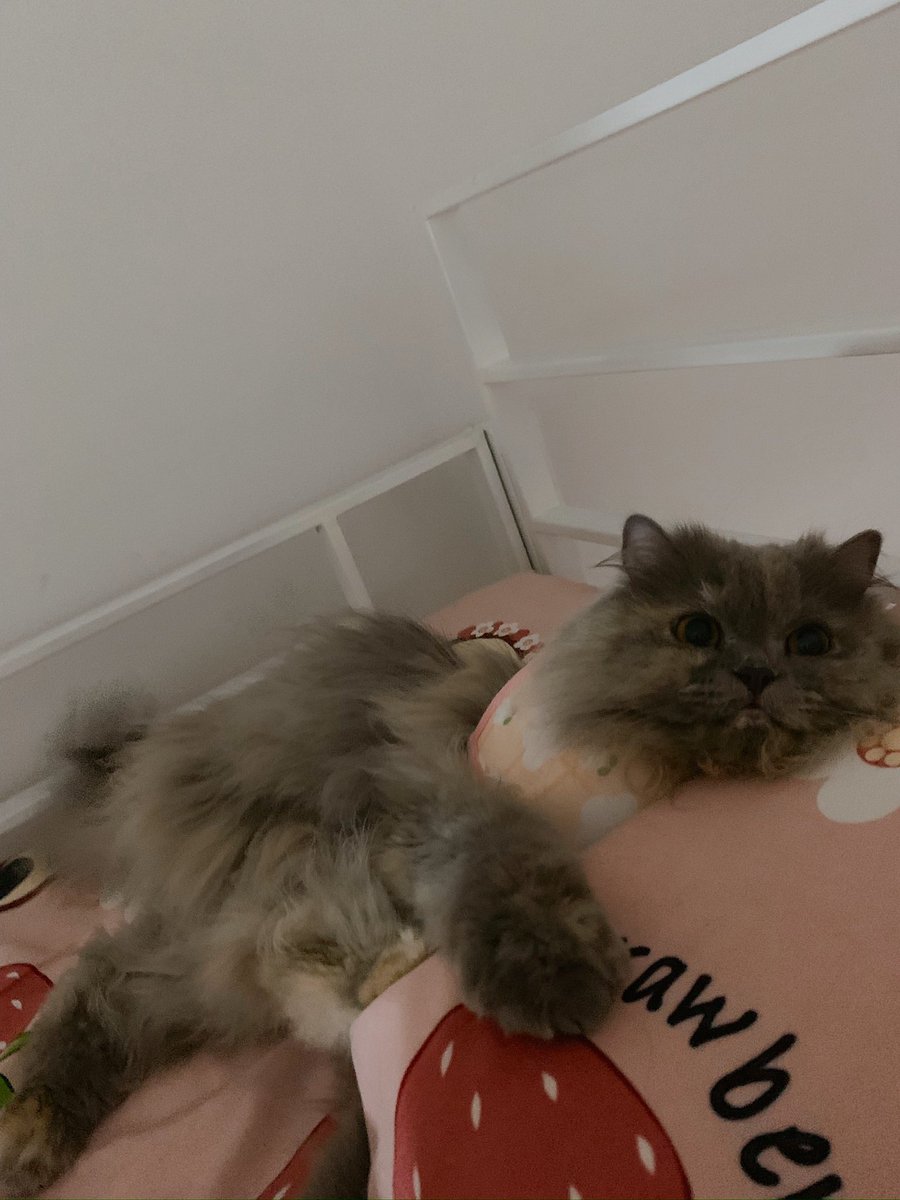 delliaerd's tweet photo. @textfor_ Dulu iya. Alhamdulillah sekarang selalu ditemenin sama dugong ini. 🤏🏻😾 https://t.co/hUasMiB2Qg
