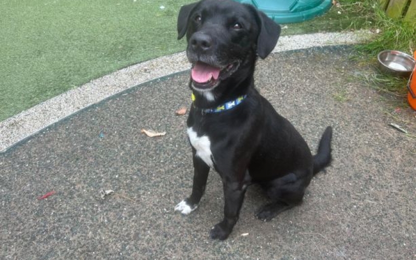 AdoptionsUk's tweet image. Please retweet to help Rex find a home #LANARKSHIRE #SCOTLAND #UK
Available for adoption, registered British Charity ✅
Details or apply for Rex below👇 scottishspca.org/rehome-a-pet/1……… Rex is an older Gentleman, aged 9, looking for his chance in a final forever home. Rex walks…