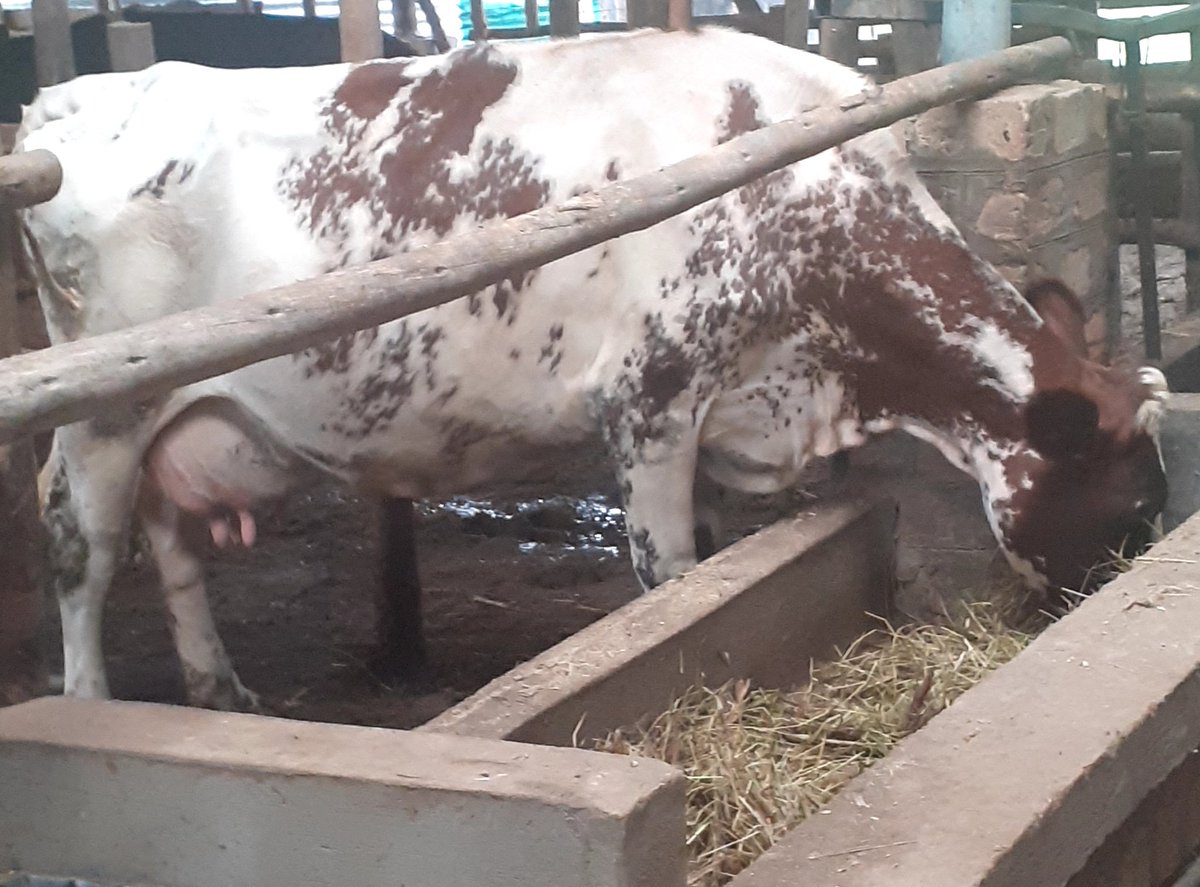 Mchanganyiko wa pumba kipindi cha kukua (ndama) &amp;  wakati anakamuliwa.. 

ni tofauti.

Kipindi Cha kukamuliwa ongeza vyanzo vya madini..

(i) Unga wa mifupa
(ii) Jiwe
(iii) Premix

Mfugaji anaelewa😁