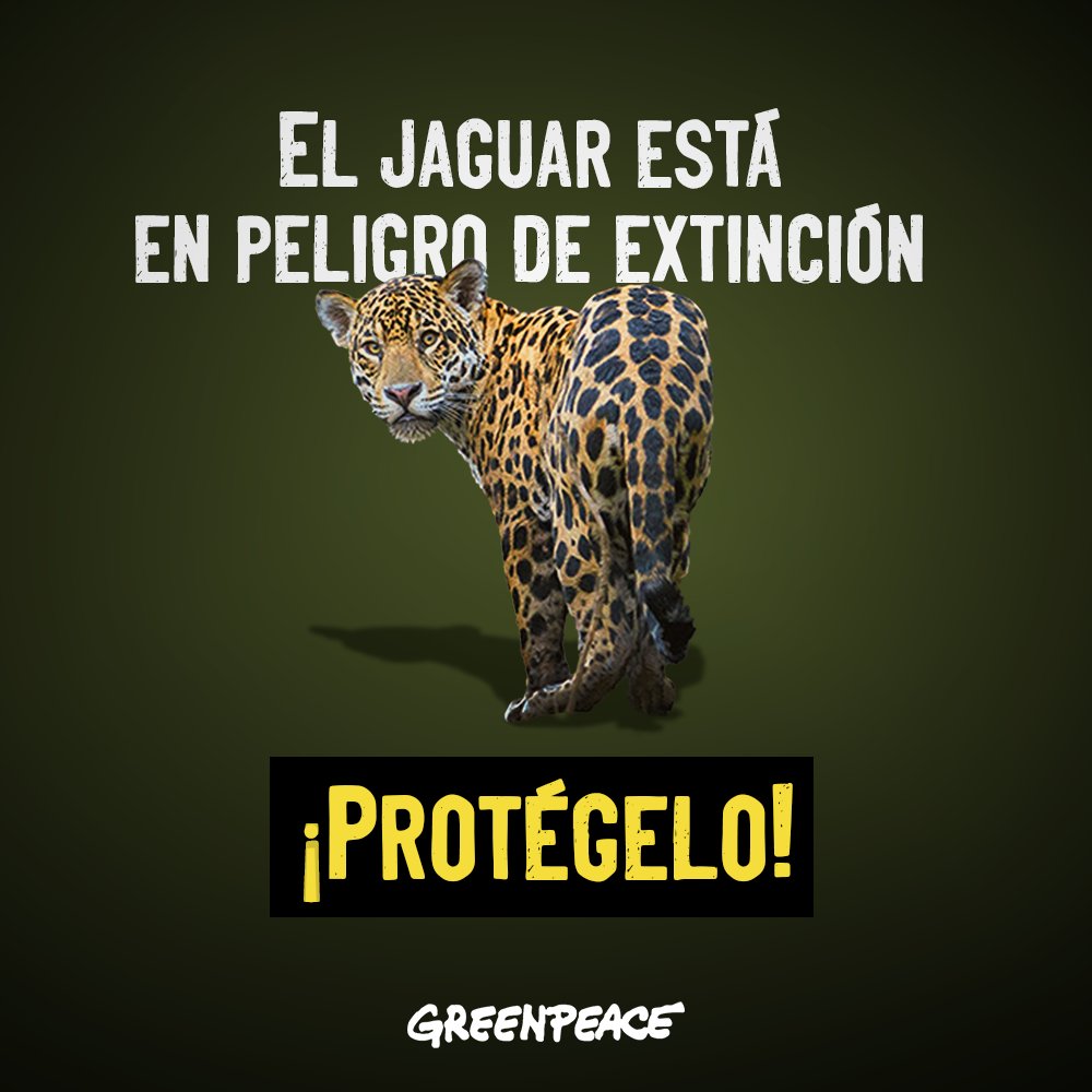 greenpeacemx's tweet photo. 🐆 El jaguar, al borde de la extinción, ahora es etiquetado como "fauna nociva". 

¿Hasta dónde permitiremos que la urbanización y los megaproyectos destruyan su hábitat? 🏗️

🌿 Firma para exigir justicia y protegerlo. 👉 https://t.co/TiSnC09OvE #ProtejamosAlJaguar https://t.co/eoJ15OpE4w