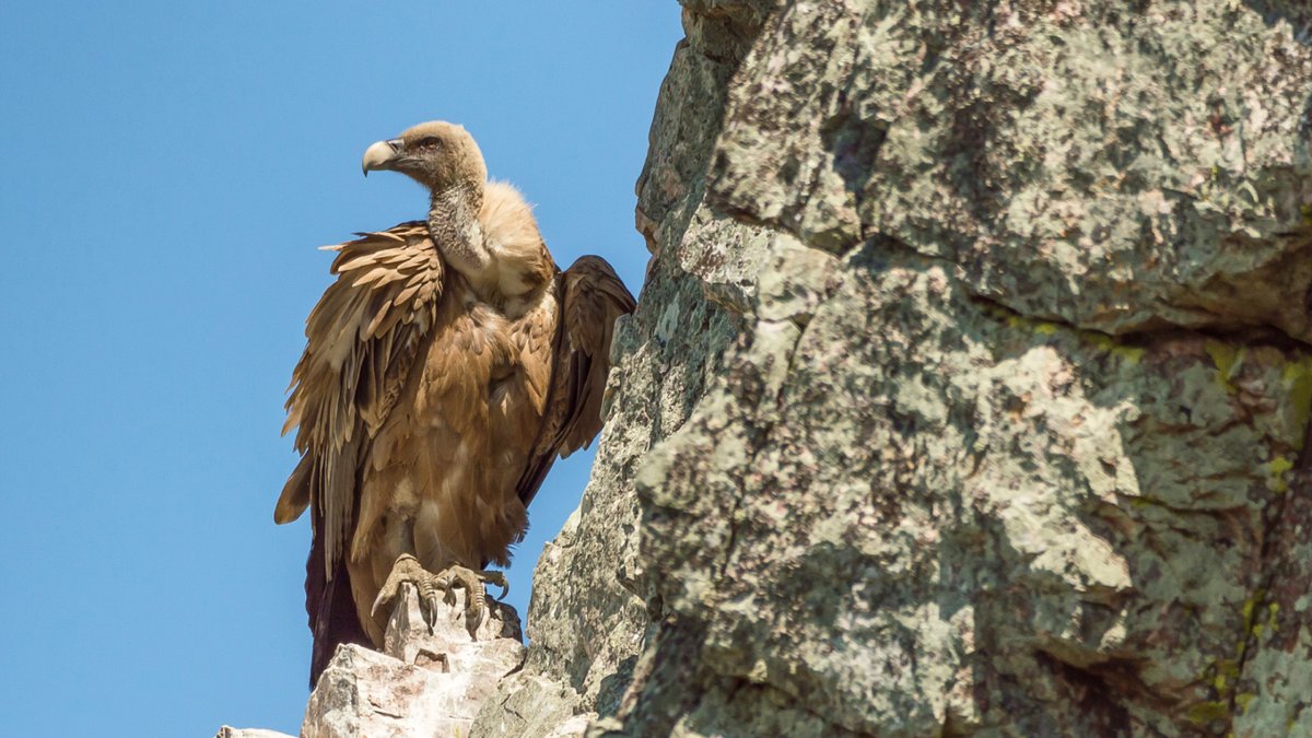 SpainInUSA's tweet photo. Monfragüe National Park is a birdwatcher’s paradise with 280 species, including 400 griffon vulture pairs. Did you know it is home to Europe’s largest colony of black vultures? 🦅

👉 https://t.co/ZU97RmnNre

#VisitSpain #SpainSustainable #Caceres #Extremadura @extremadura_tur https://t.co/GuY96JOFxj