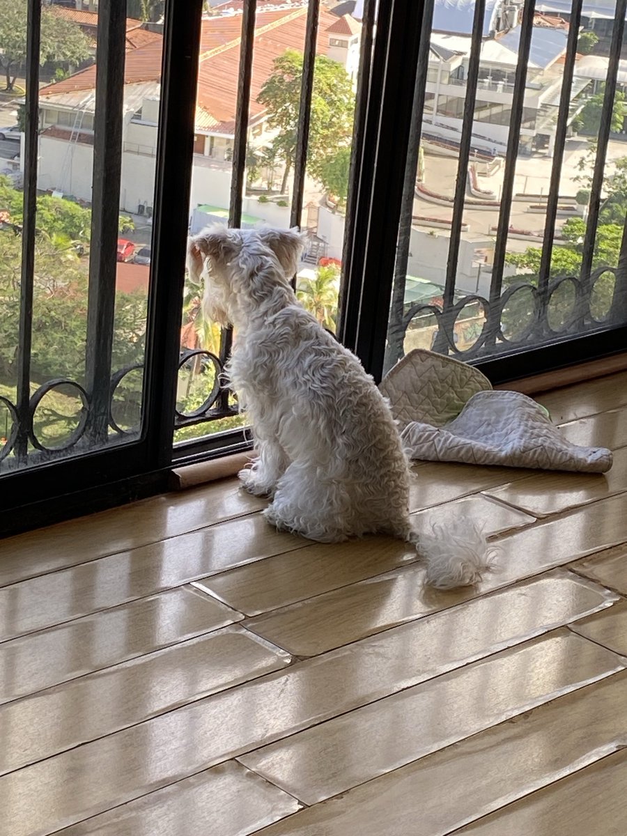 Respondiendo a requerimiento de postear mí perro Chloe, Snauzer