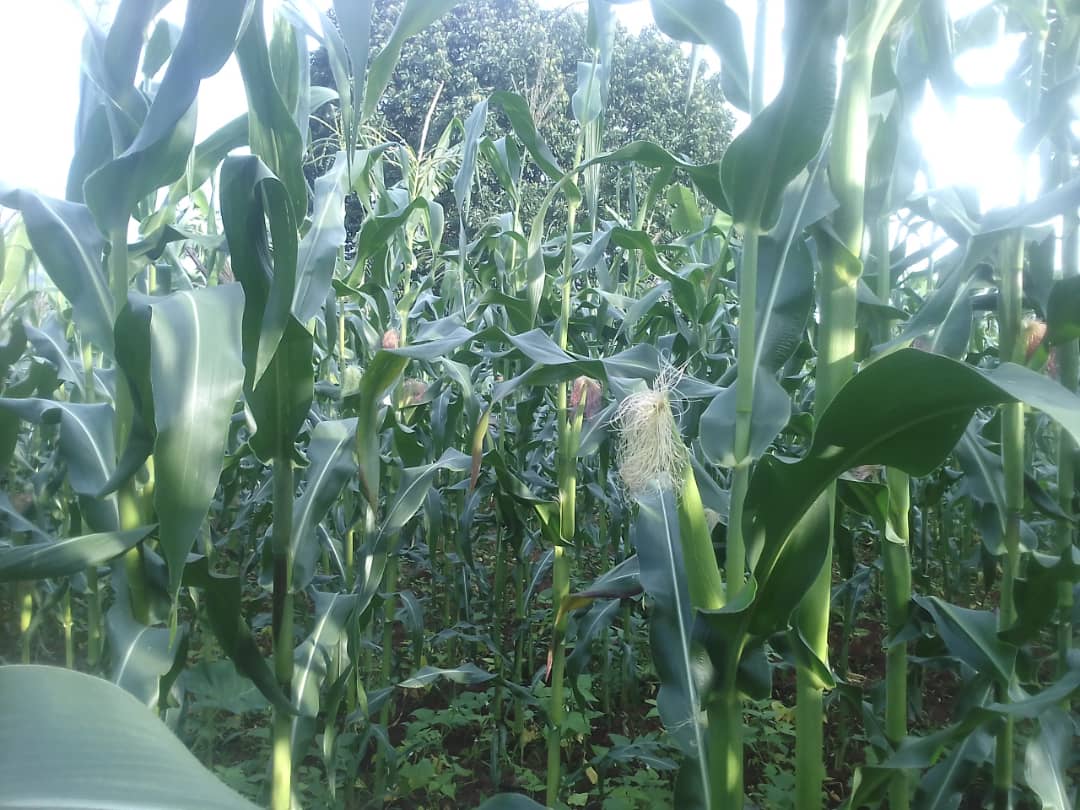 WilbertDusabe's tweet photo. Zéro engrais chimiques, zéro urée, zéro pesticides! Champ de maïs à 2 mois. https://t.co/84NilMVH4v
