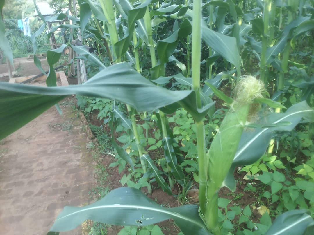 WilbertDusabe's tweet photo. Zéro engrais chimiques, zéro urée, zéro pesticides! Champ de maïs à 2 mois. https://t.co/84NilMVH4v
