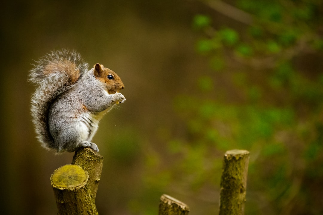 RealmOfAnimals's tweet image. Check out this cute squirrel 🐿️! These little acrobats can leap up to 10 times their body length and have a secret stash of food for the winter! 🌰🌲 #SquirrelMagic