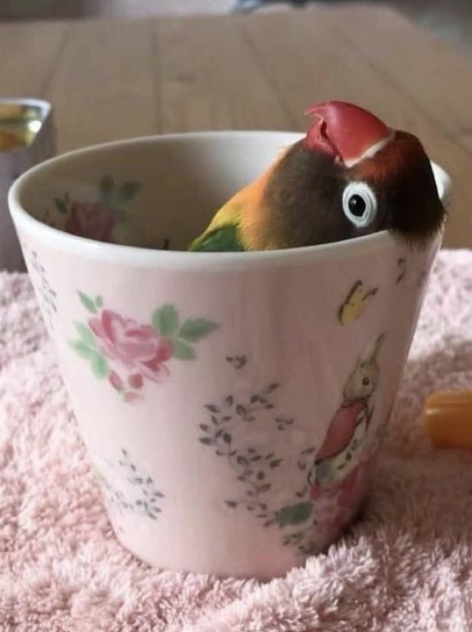 Out of Context Birds tweet media