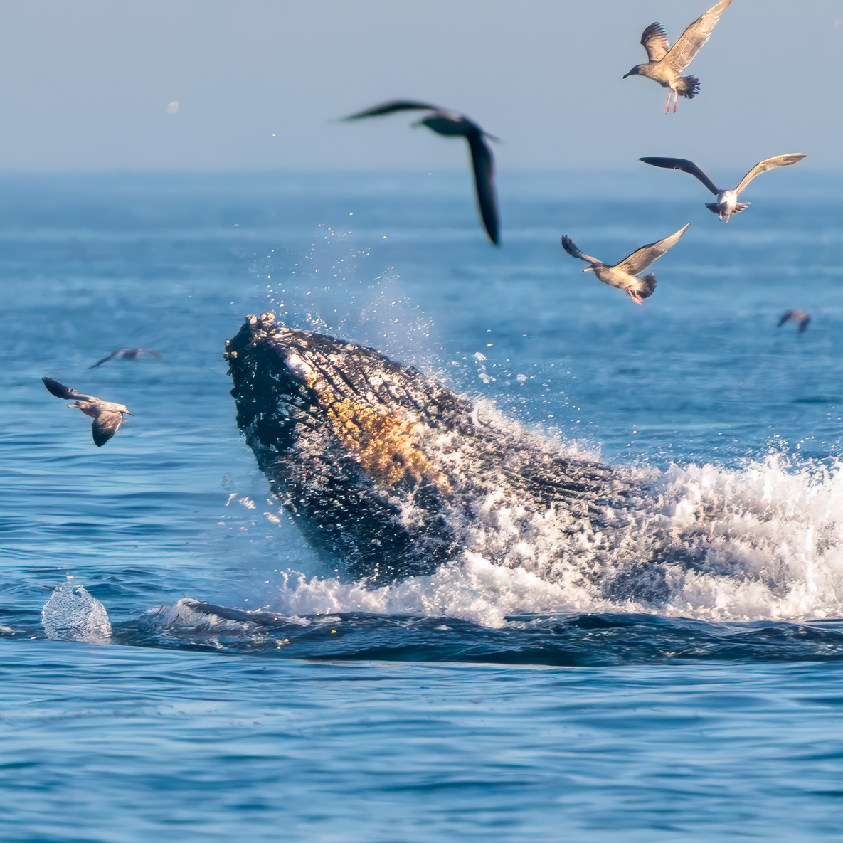 CaptDavesWhaleWatching tweet media