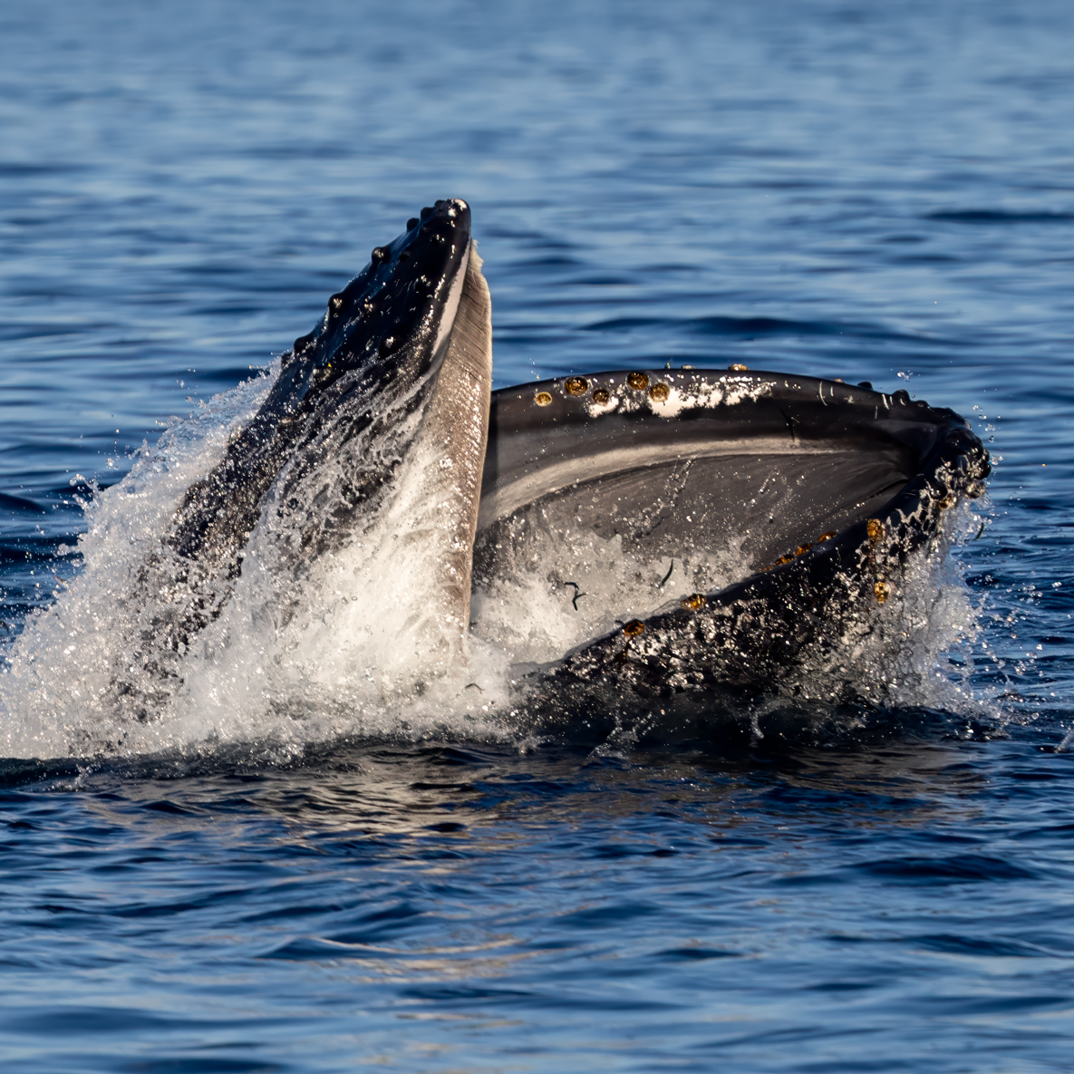 CaptDavesWhaleWatching tweet media