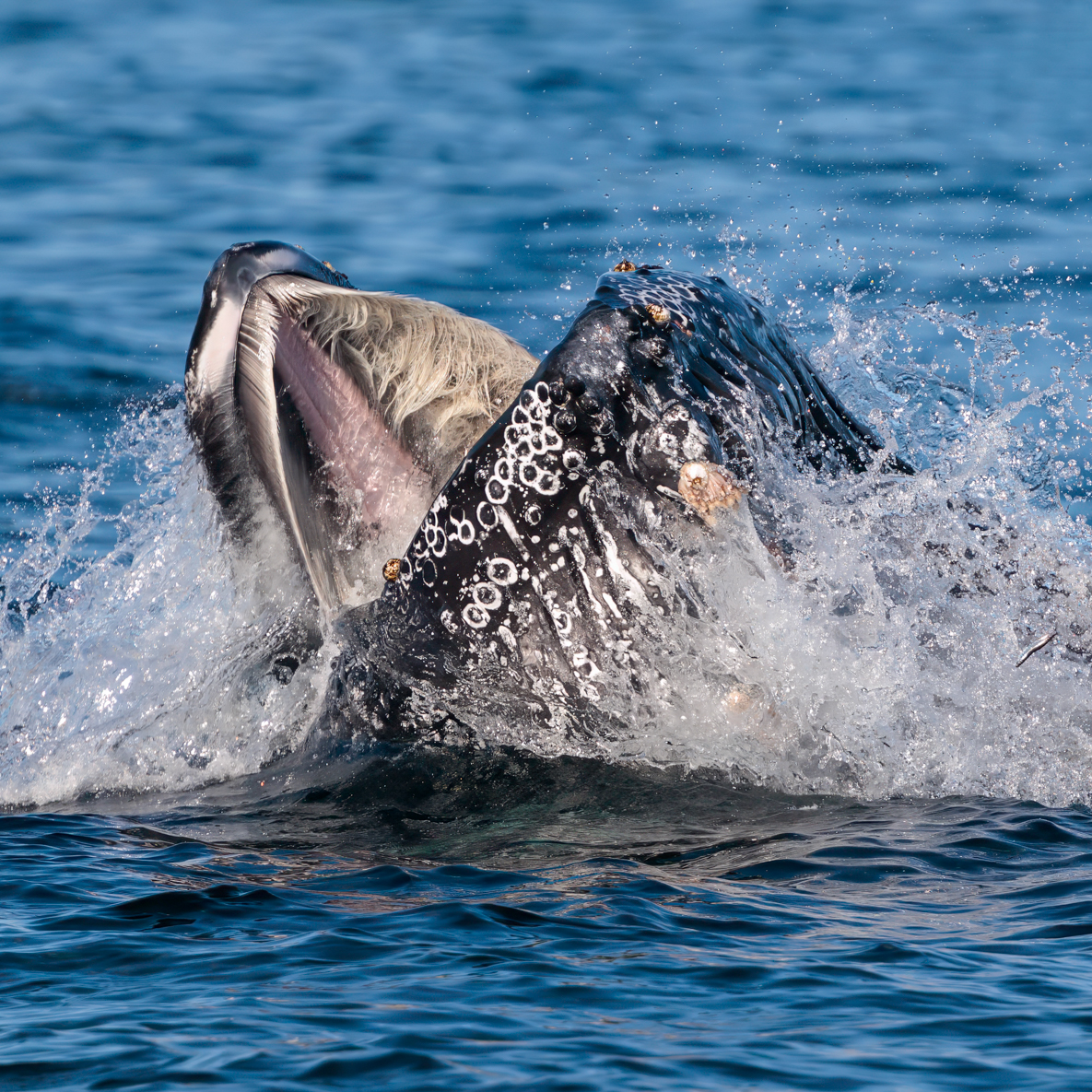 CaptDavesWhaleWatching tweet media