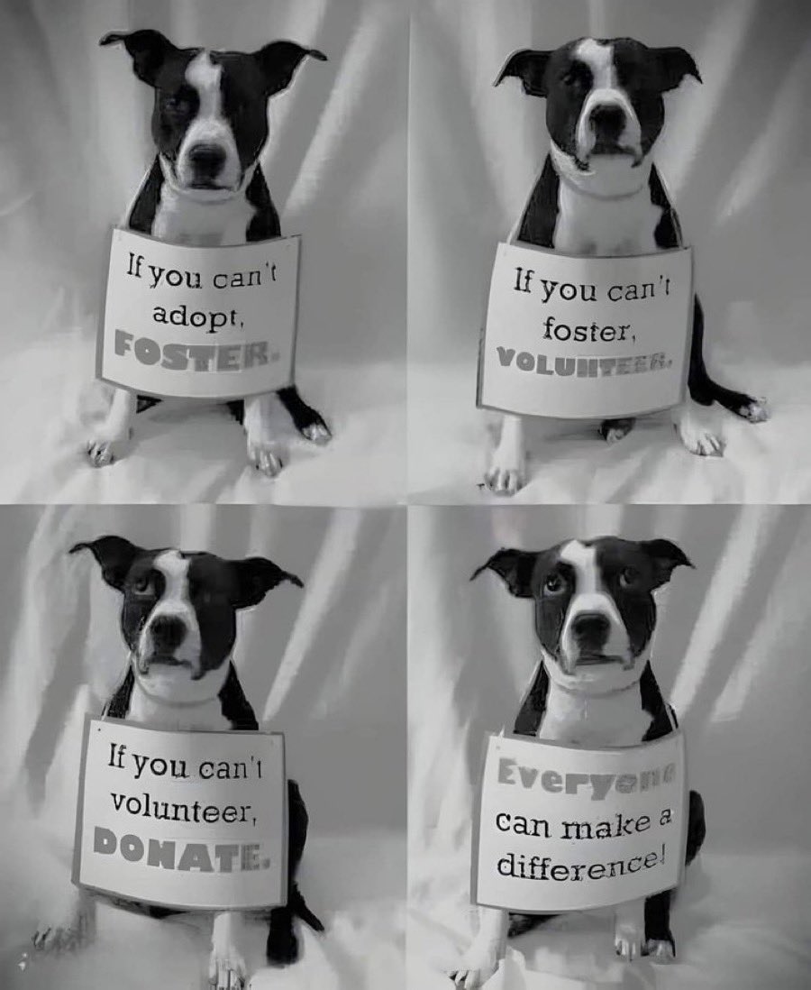 Anthea06274890's tweet photo. @TheFigen_ Dogs are the best people! I love them so much! 🐶🐾❤️ https://t.co/sIPoiHyspP