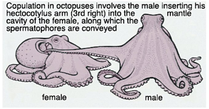 This classic illustration of octopus mating makes me feel so awkward.

They're embarassed, I'm embarassed for walking in on them, we both now have second hand embarrassment. If only octopuses invented socks or door knobs.