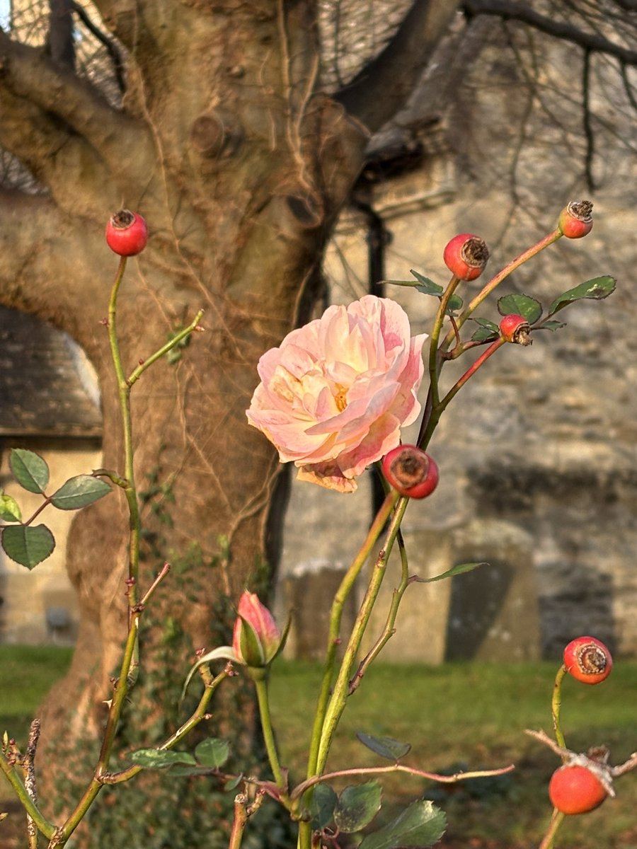 hashdagg's tweet photo. @bobchilcott @OUPMusic I noticed this rose in the middle of winter in the middle of our churchyard this morning and thought of you and all the joy and hope your music will bring to people this Christmas. Thank you. https://t.co/nXNygjgQ7f