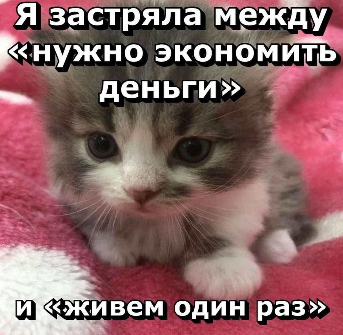 catsilcats's tweet photo. https://t.co/GK4gjXmCpe