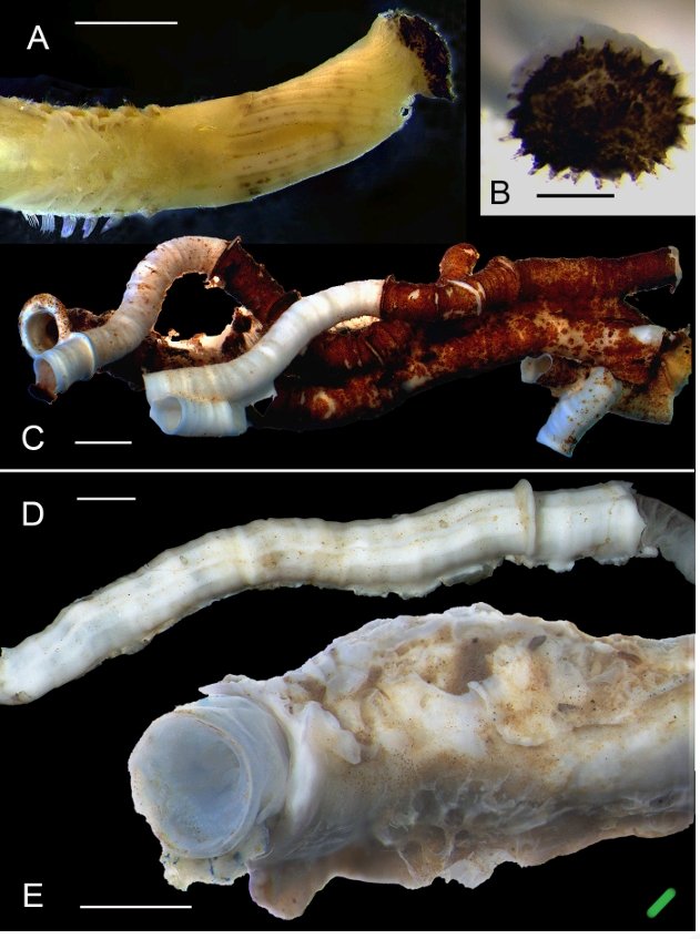 JayachandranPR's tweet photo. Our latest international collaborative study confirms the invasion of the tubeworm Ficopomatus uschakovi in Mexico, using DNA evidence to trace its origins to South-East Asia.
#InvasiveSpecies #MarineBiology #BioInvasions #Research
https://t.co/z0JEgUyHvq https://t.co/JttbDBGm7v