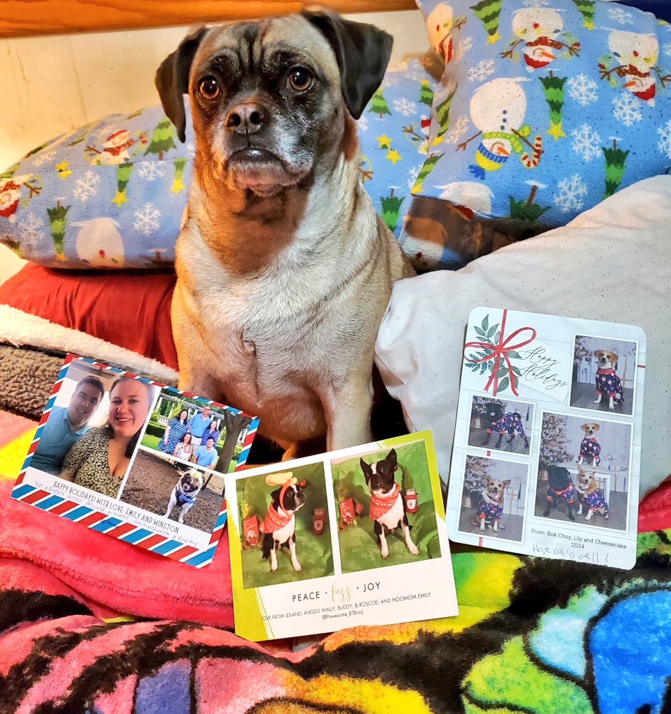 PugnatiousG's tweet image. #Pupmail
Thank you Lieland @Pawesome_BTBros , Winston @DCinNE ,  and Bok Choy, Lily and Cheesecake @Chichidog6  for the wonderful Christmas cards you sent us! It's so fun to see the lovely pictures of your beautiful families. Happy Holidays! 

Love Duggie ❤️ 
#DogsofTwitter