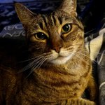 Photo by Karen Moore (@kajuncouponer)