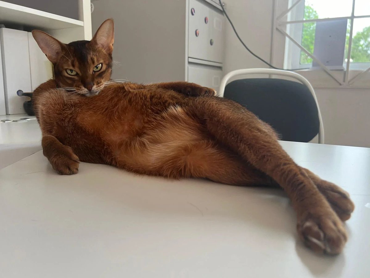 ShouldHaveCat's tweet photo. who is this diva?!?! https://t.co/fbjhEzKw2Q