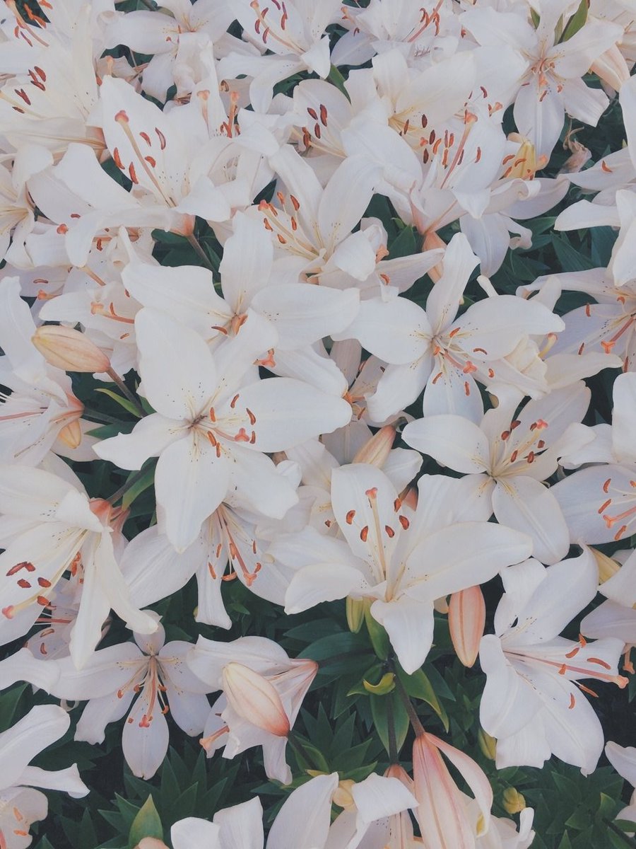 ❅ 𝑯𝒊𝒕𝒐𝒎𝒊 ❅ (New📌) tweet media