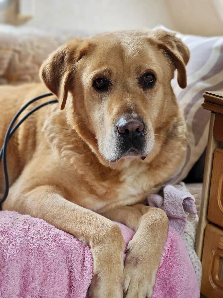 Rescue dogs for rehoming tweet media