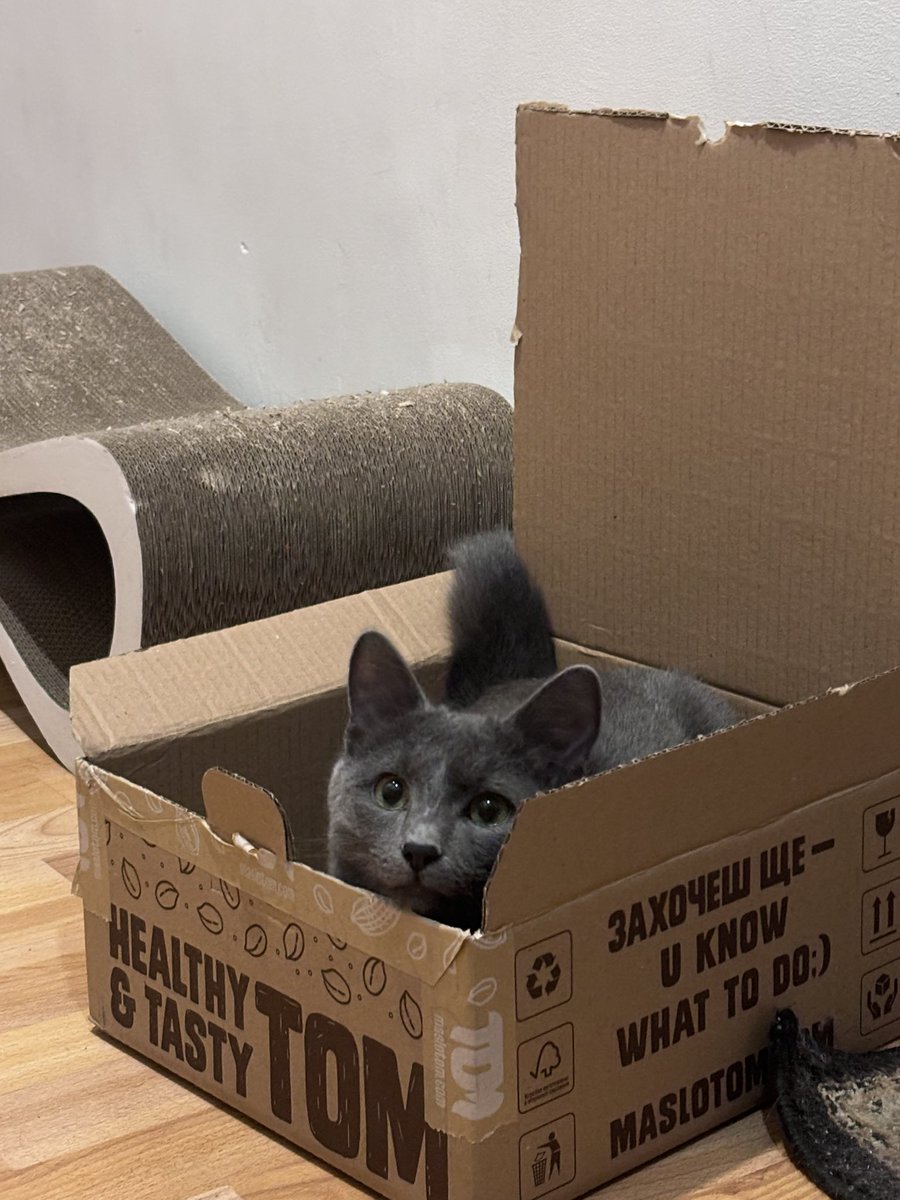 я аліна tweet media