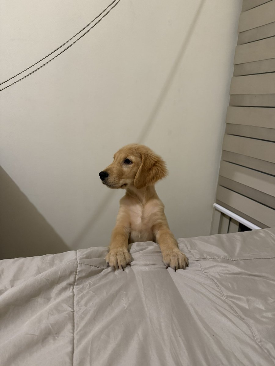 moomibum's tweet photo. Last year the most impulsive thing I bought was an airpods max
Today…this is the most random, shocking, impulsive thing I’ve bought
Meet Tyler. https://t.co/P5w3uqCyga
