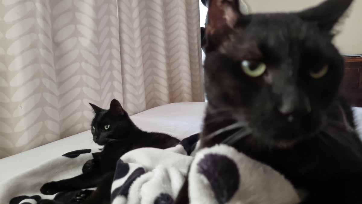 KallinowskyConK's tweet photo. @twaniimals Ojitoss https://t.co/tKVXwVEQaz
