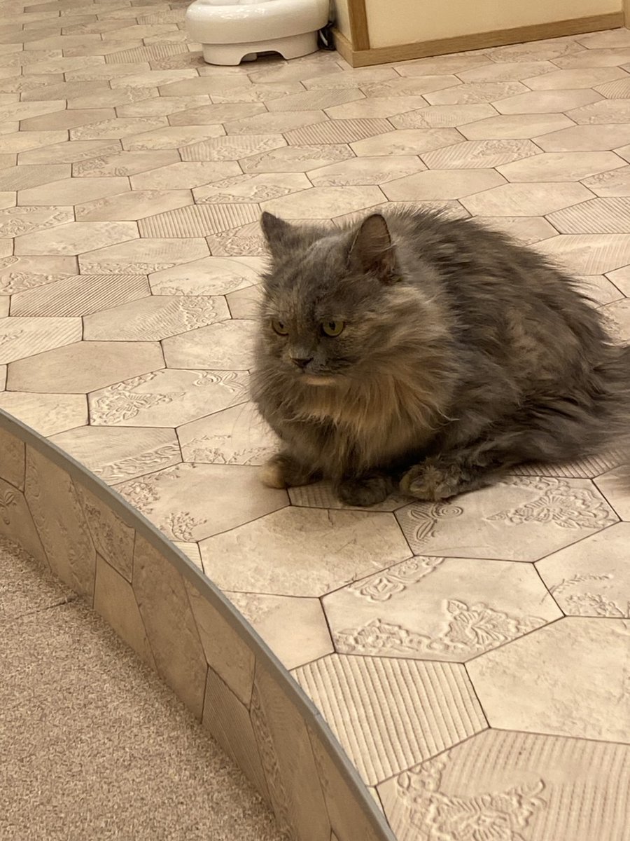 ohG9QBccWsN9xPy's tweet photo. 猫カフェいったけどみんな可愛かった！ https://t.co/H4NRhESD0X
