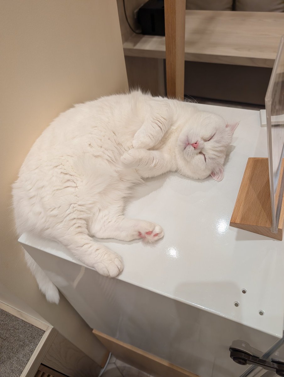 ohG9QBccWsN9xPy's tweet photo. 猫カフェいったけどみんな可愛かった！ https://t.co/H4NRhESD0X