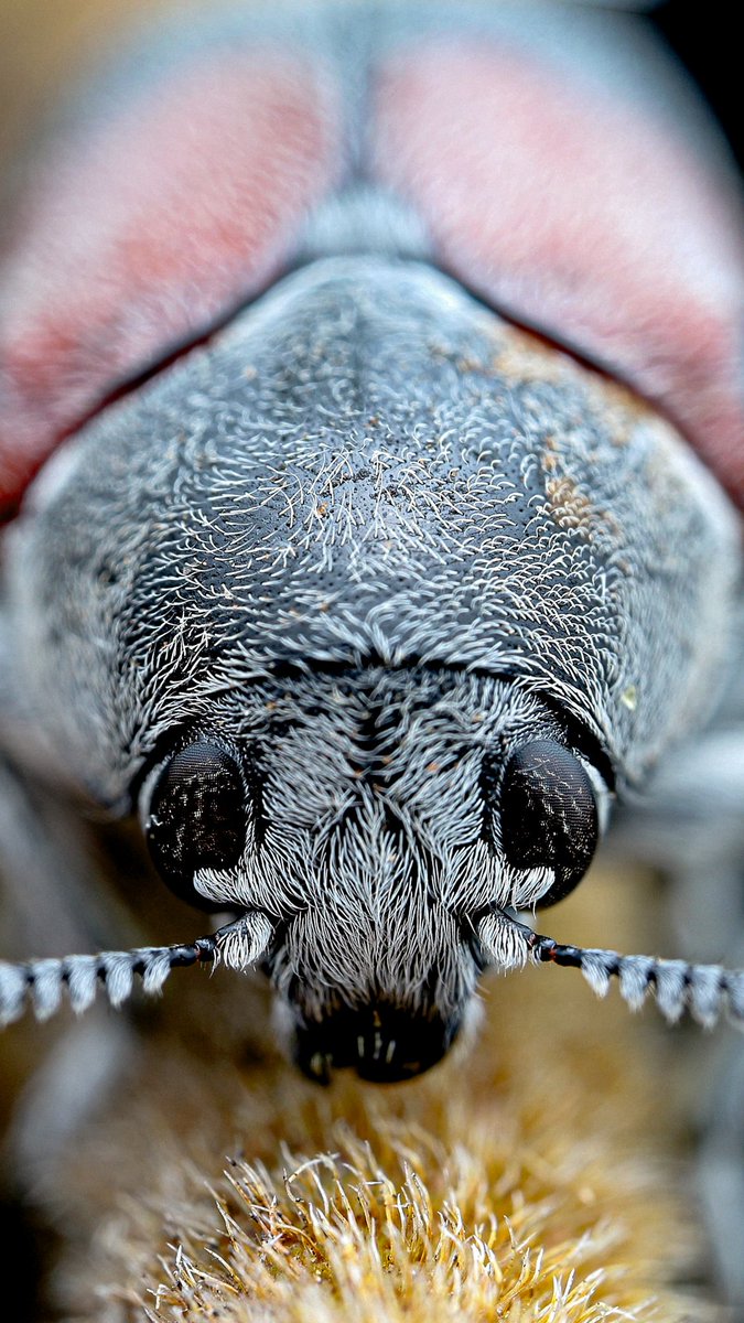 LionMacro's tweet photo. Megalostomis dimidiata
es un escarabajo de las hojas que interactúa estrechamente con las hormigas cortadoras de hojas en su ciclo de vida, particularmente durante la etapa larvaria.
#nature #macro #photography #macrophotography #astrhori #canon #EosRp  #worldmacro #natgeo #godox https://t.co/VKFyYEgkTx
