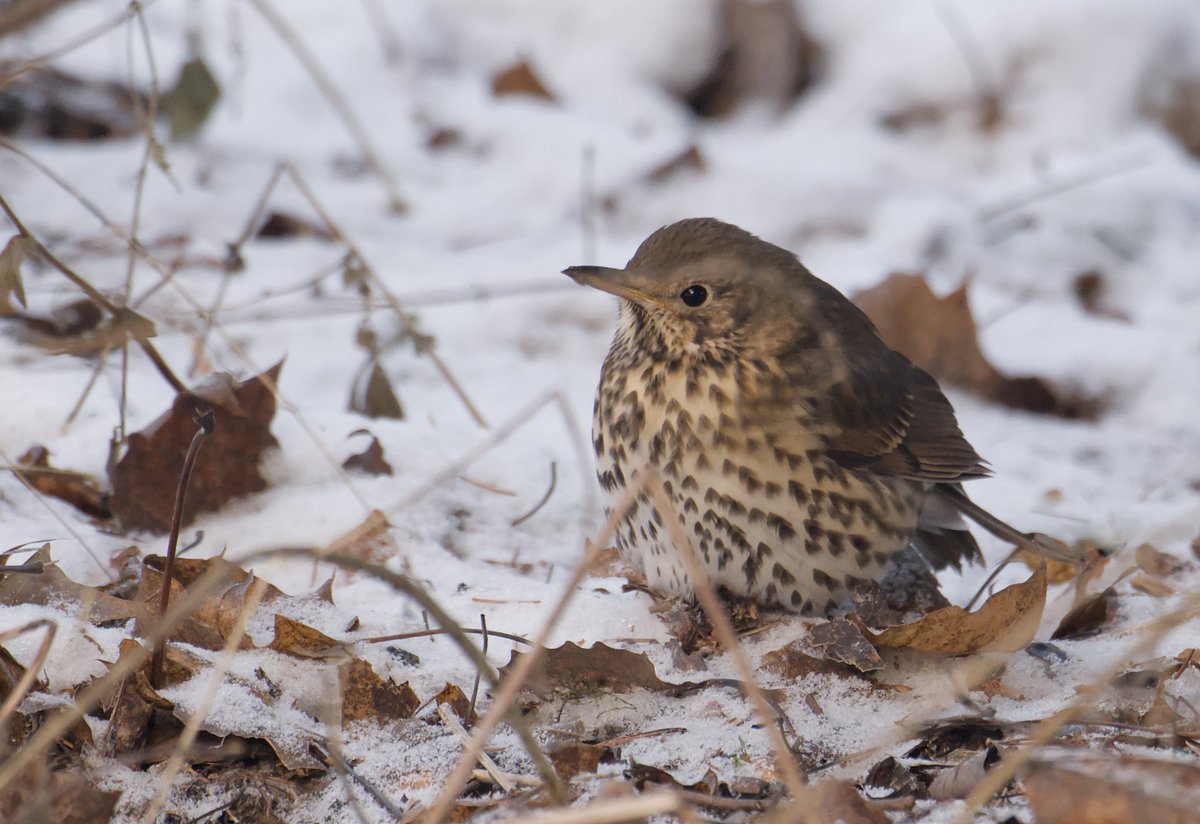 Muutamia laulurastaita on jäänyt talvehtimaan pääkaupunkiseudulle. Tästä tuli joulukuun laji 137. Tässä kuussa olen ehtinyt havaita nyt 88 lajia. Yllättävän paljon kaikenlaista tähänkin aikaan voi vielä löytyä. #linnut #laulurastas