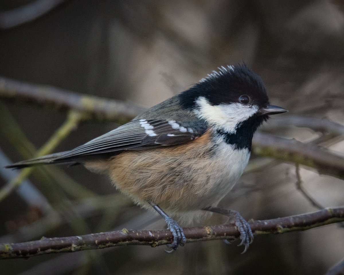 Coal Tit [Periparus ater]. #birds #birdwatching #Northumberland #AdventDay15