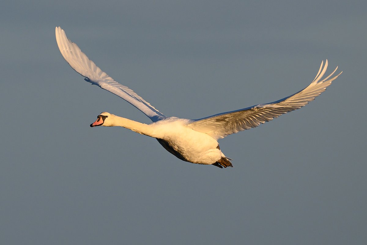 Mute Swan [Cygnus olor]. #birds #Northumberland #AdventDay16