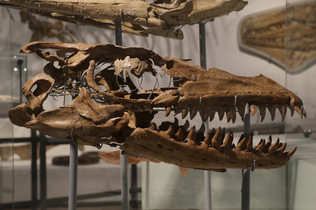 TyrantLzrdQueen's tweet photo. #MosAdvent #15: Prognathodon solvayi holotype in the Royal Belgian Institute of Nat. Sci. Note the prognathous don (forward-pointing teeth) for which the genus is named, &amp; that our N. American friend from yesterday, "P." overtoni, lacks - hence the question of its genus referral. https://t.co/C1OvWBGXDo
