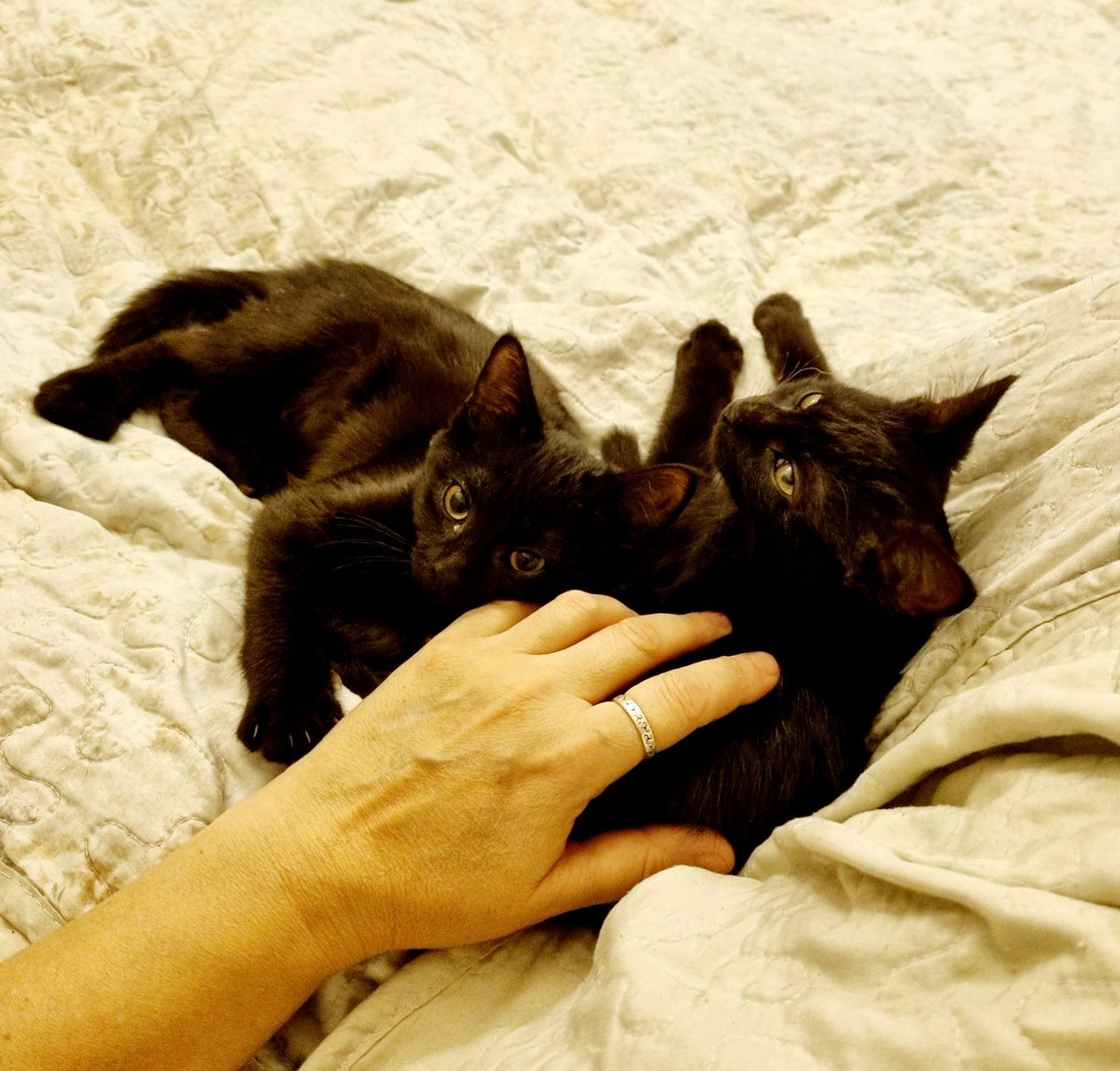 J'ai eu mes cadeaux en avance... #MeilleurNoël 🌟