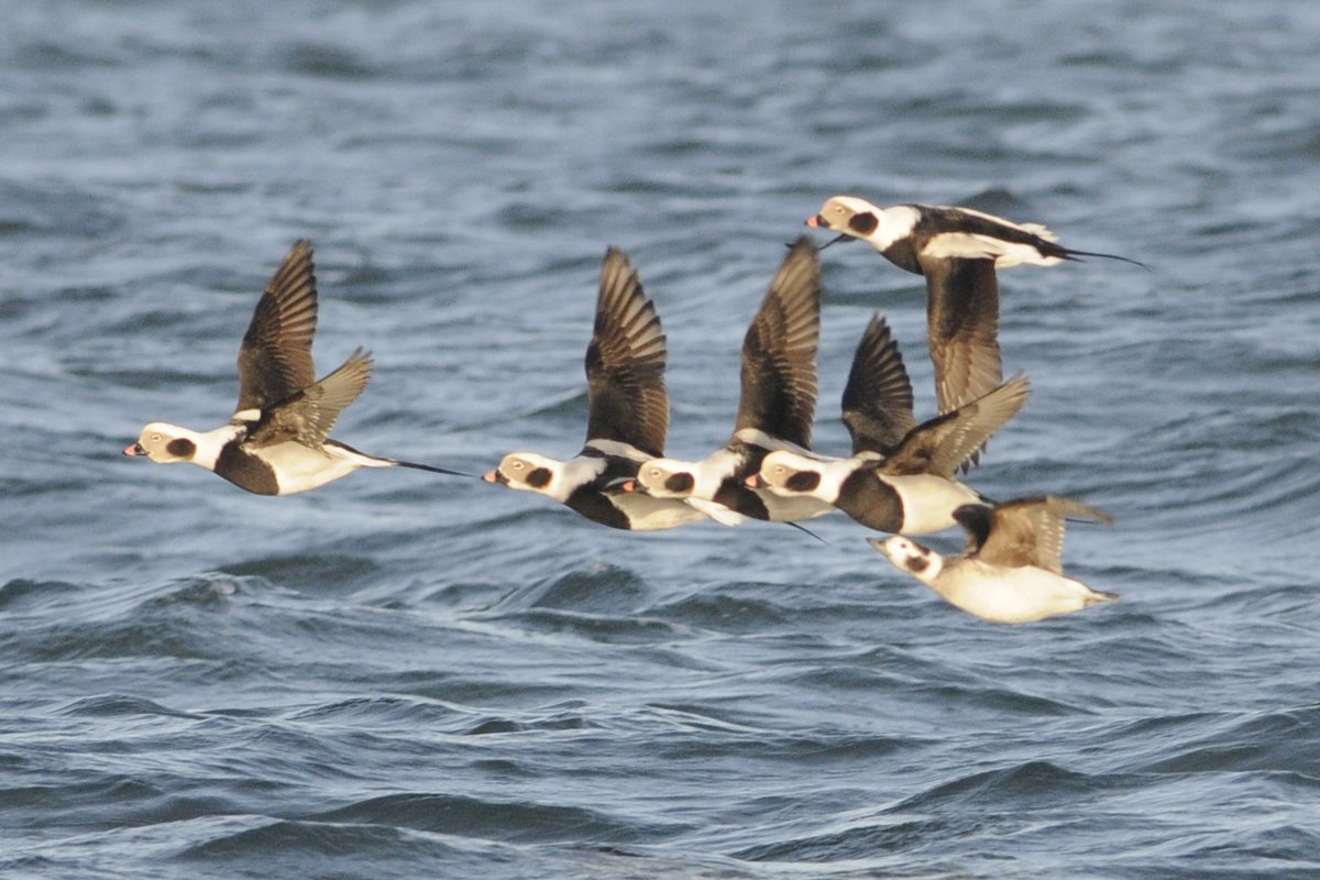 Long-tailed Duck [Clangula hyemalis]. #birds #Northumberland #WildlifeWednesday #AdventDay18