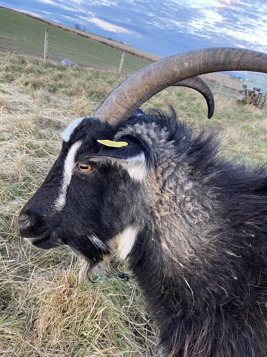 LunanBayFarm's tweet photo. Incredibly soft cashmere grown by one of our favourites. This gorgeous doe is one of our high yielders of cashmere. Looking forward to gently combing out her winter cashmere coat once she naturally casts in Spring. #scottishcashmere #cashmere #workingwithnature #cashmeregoats https://t.co/NkG44kBcWJ